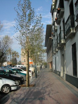 platanus-acerifolia-2