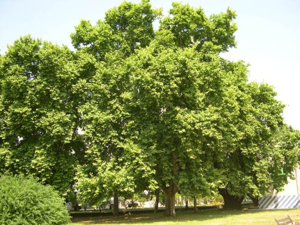 platanus-x-hibroida-176-1-c
