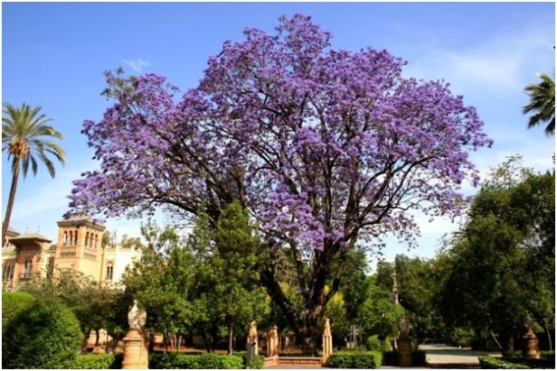 plaza-america-jacaranda-2