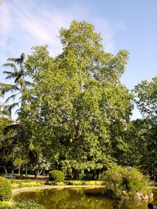 platano-platanus-hispanica-e