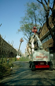 poda-calle-san-jacinto-tipuanas