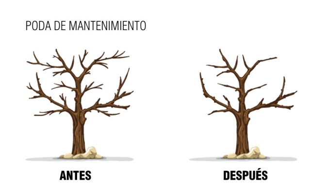 poda-de-mantenimiento
