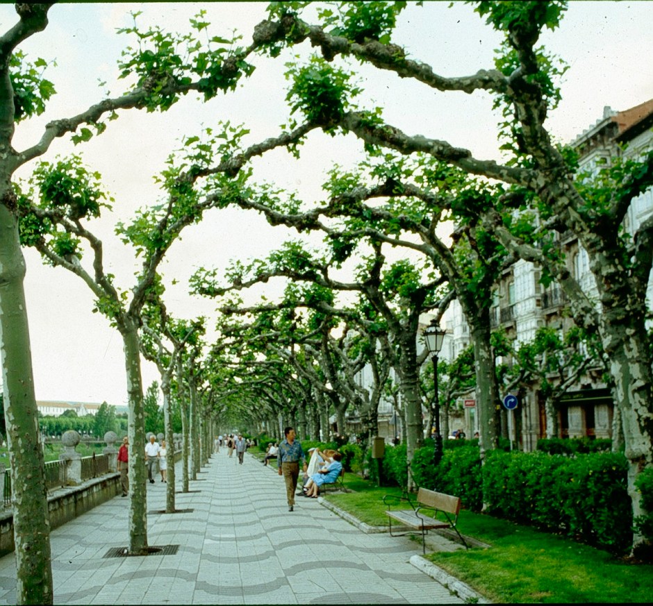 poda-espolon-de-burgos-a1