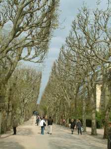 poda-sycamores-pollarded-w-peopl