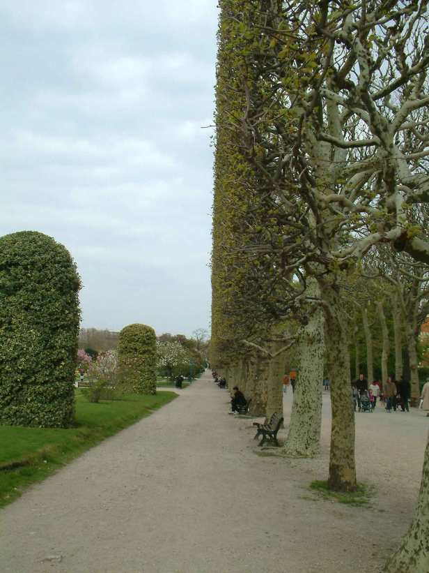 poda-sycamores-pollarded