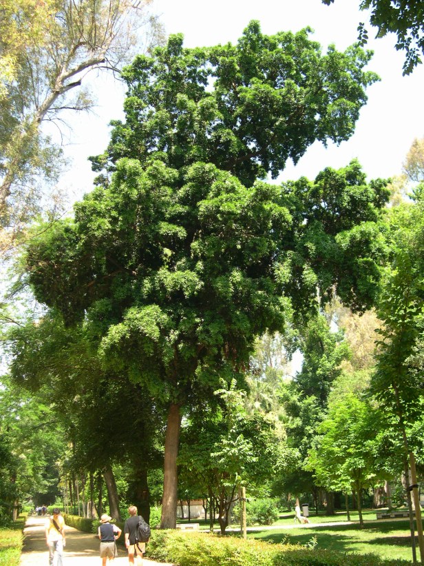 podocarpus-neriifolius-machado-177-3-c