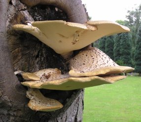 polyporus-squamosus