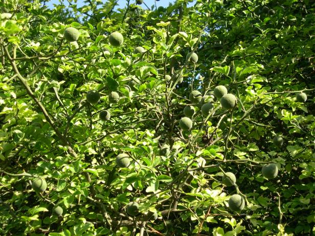poncirus-trifoliata-frutos-178-2