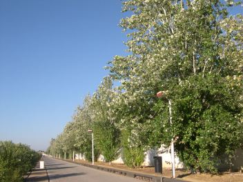 populus-alba-var-pyramidalis-1