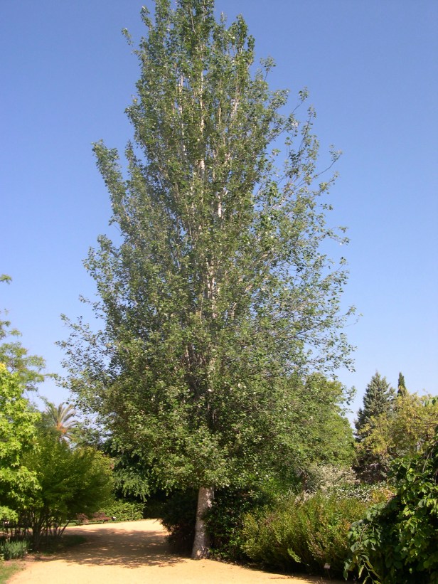 populus-alba-var-pyramidalis-180-1-c