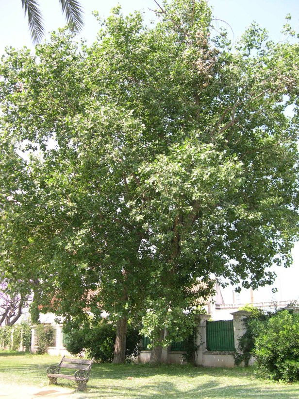 populus-canadiensis-181-1-c