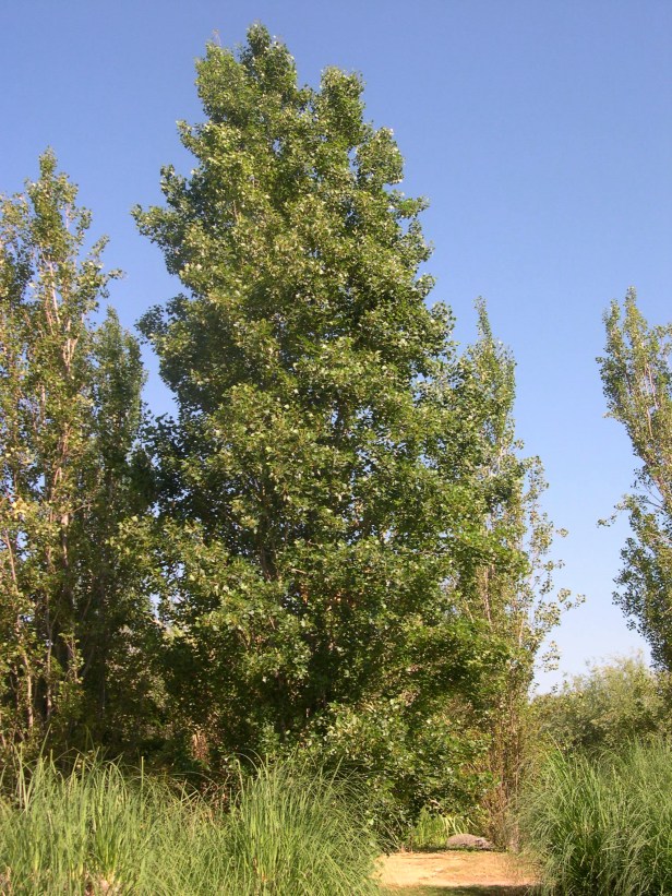 populus-nigra-var-pyramidalis-182-1-c