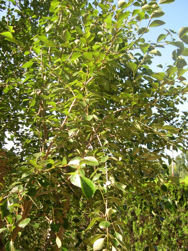 populus-simonii-183-1-c