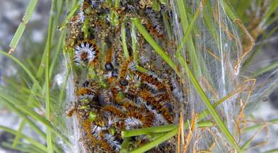 procesionaria_perro1