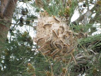 procesionariagusanos