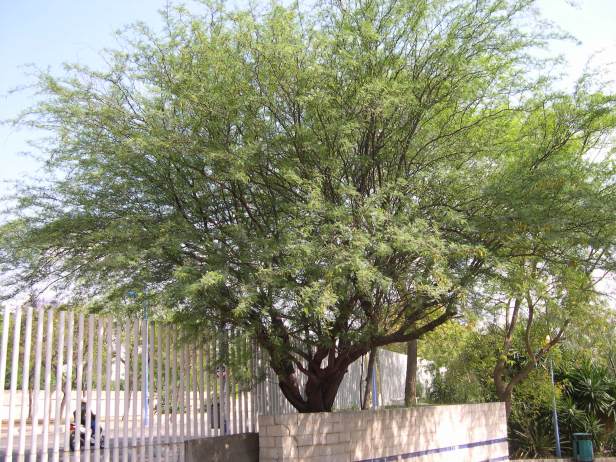 prosopis-chilensis-184-1-c