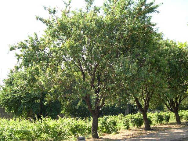 prunus-dulcis-la-cartuja-188-1