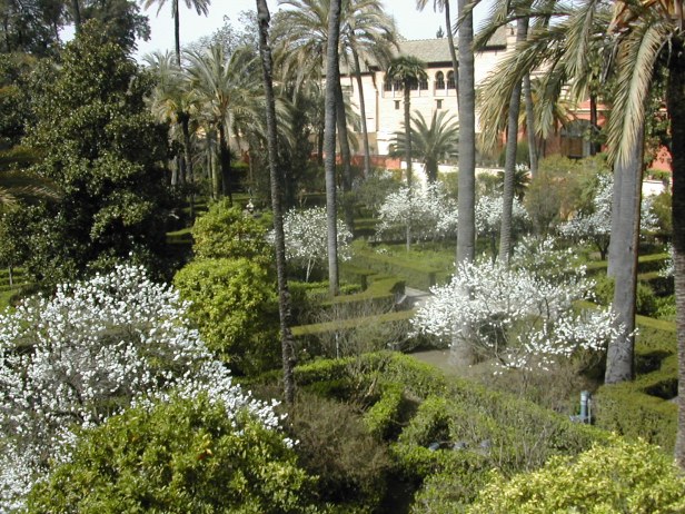 prunus-persica-flore-pleno-en-el-alcazar-189-2-b