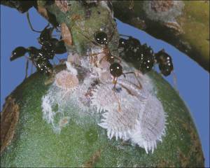 pseudoccocos-cittri-a511c194b7cd25_planococcus-citri-kondo