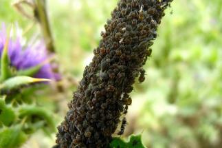 pulgoncomo-quitar-pulgones-de-las-plantas_4_900