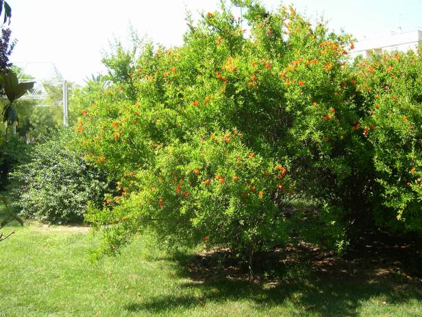 punica-granatum-fl-pl-193-1-c