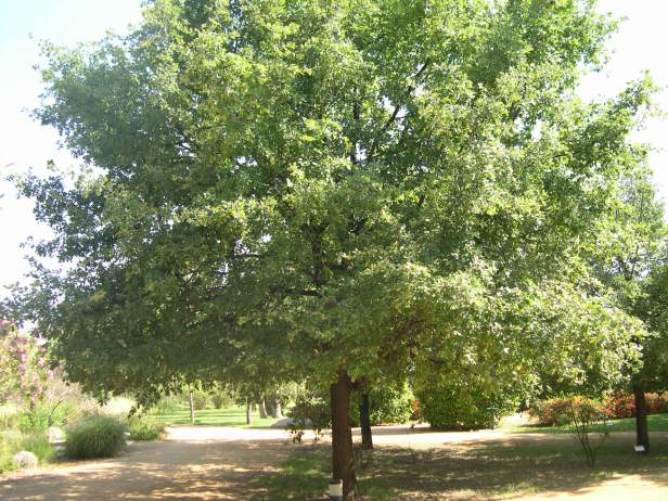 quercus-robur-197-1-c