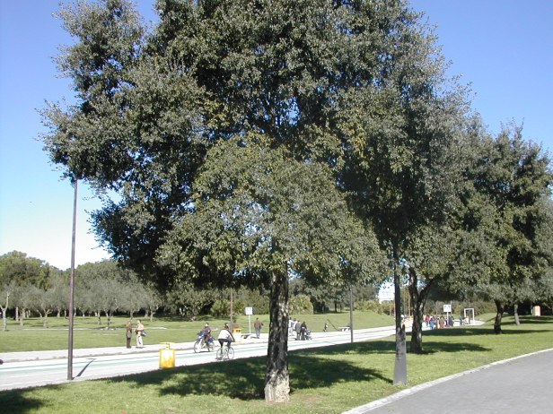 quercus-suber-parque-del-alamillo-199-2-b