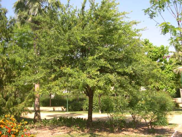 quercus-virginiana-2oo-1-c