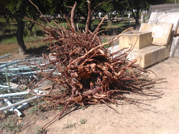 raices-pinus-pinea-parque-del-alamillo-701