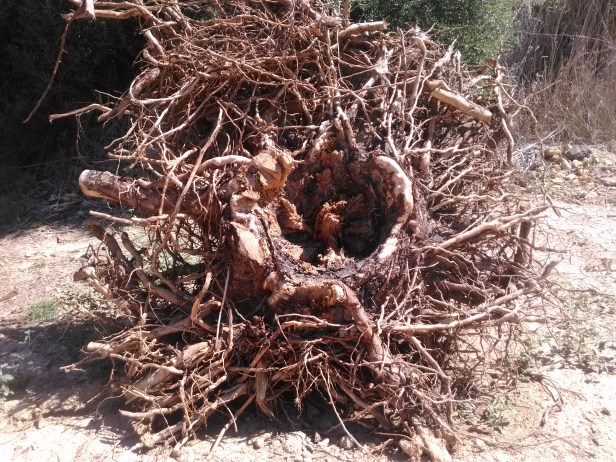 raices-pinus-pinea-parque-del-alamillo-747