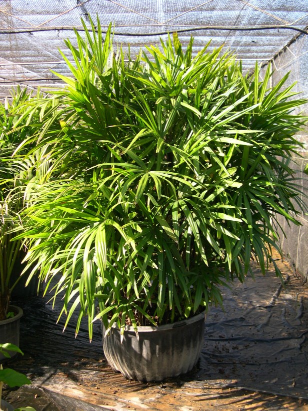 raphis-flabelliformis-203-2