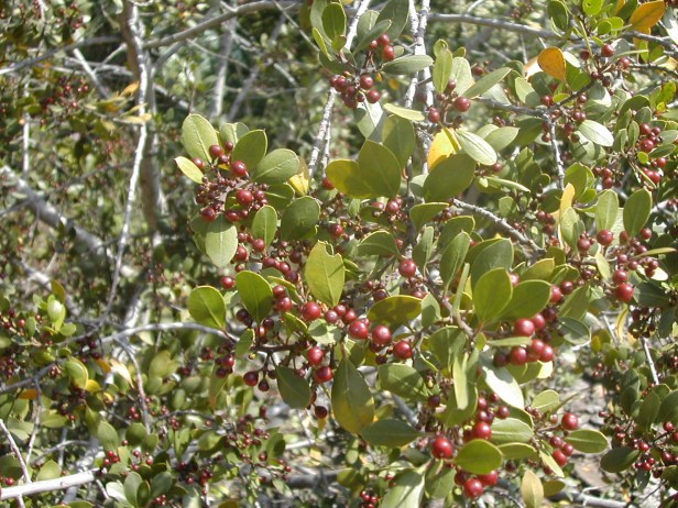 rhamnus-alaternus-frutos-202-1-c