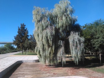 riberas-del-guadaira-sept-2015-acacia-pendula-043