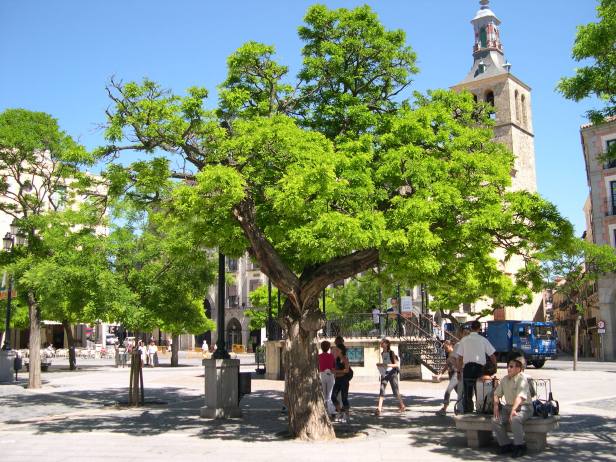 robinia-pseudoacacia-205-1