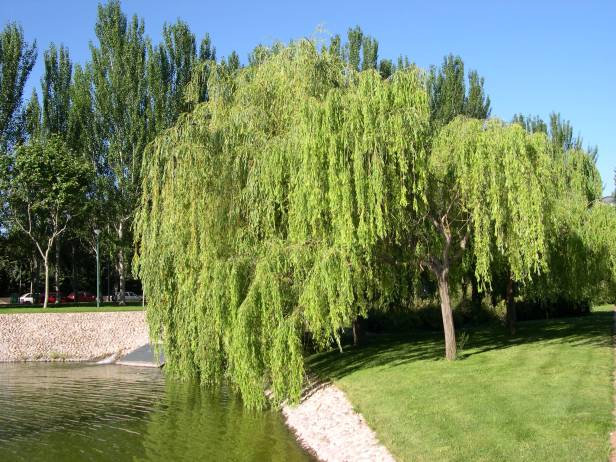 salix-babylonica-210-1-c