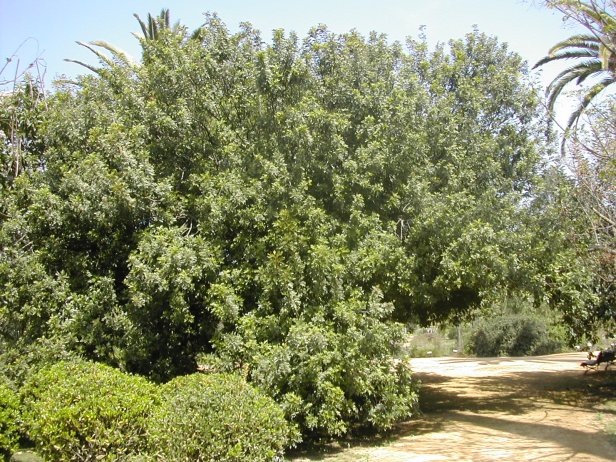 schinus-terebenthifolia-215-1-c