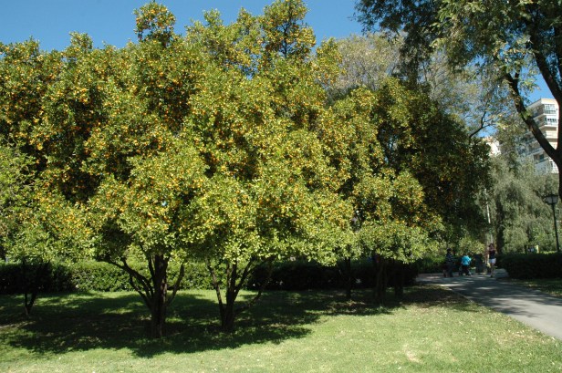 sevila-parque-de-los-principes-mar-2008-017