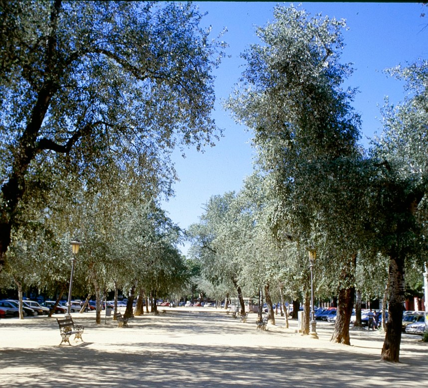 sevilla-alameda-de-hercules-a1