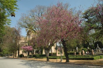 sevilla-cercis-en-pl-america-1