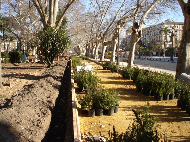 sevilla-febrero-plantacion
