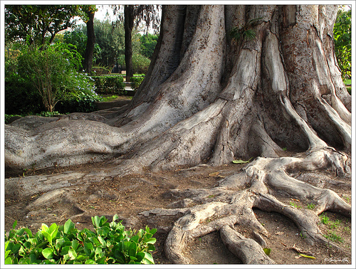 sevilla-ficus-jardines-de-murillo