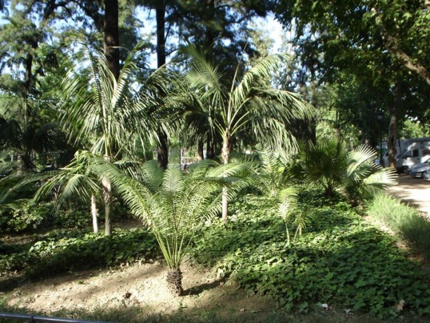 sevilla-glorieta-de-goya-kentias