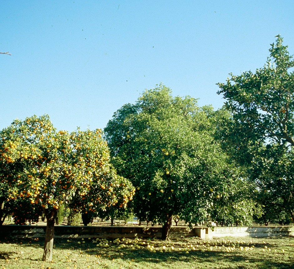 sevilla-huerta-de-la-cartuja-citrus-sinensis-y-citrus-paradisi-2