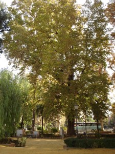 sevilla-jardines-de-cristina-platanus