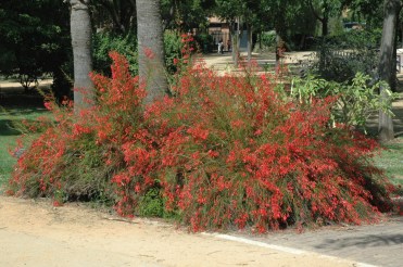 sevilla-parque-celestino-mutis-6