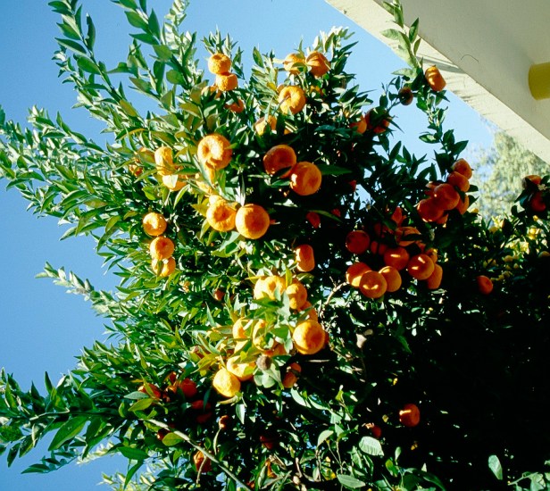 sevilla-parque-de-los-principes-citrange-troyer