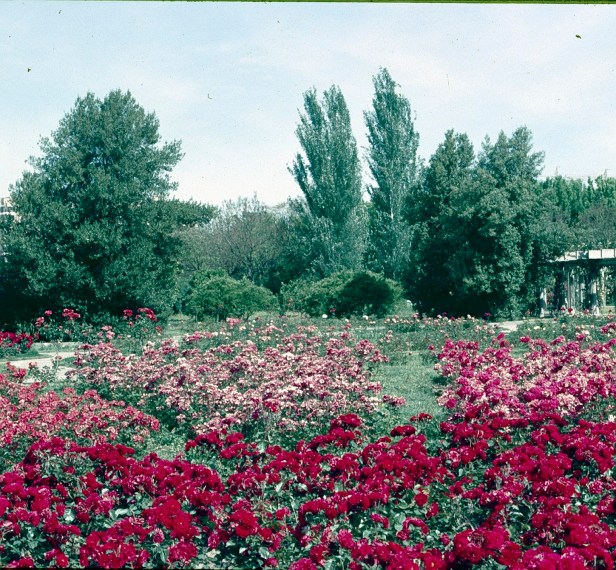 sevilla-parque-de-los-principes-rosaleda-2