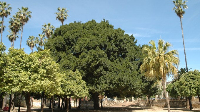 sevilla-parque-de-maria-luisa-018