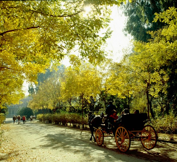 sevilla-parque-de-maria-luisa-sophoras