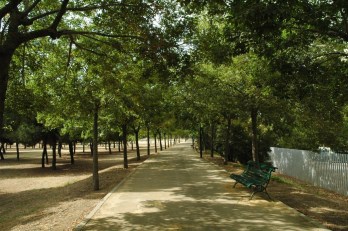 sevilla-parque-de-miraflores-celtis-occidentalis